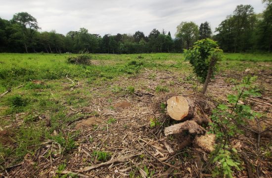 Kostunjak suma drvo drvece seca stabala seca sume ekologija zivotna sredina