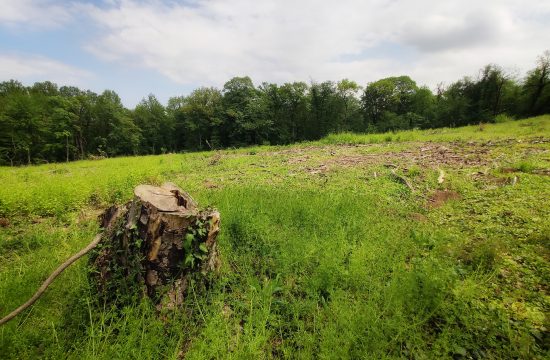 Kostunjak suma drvo drvece seca stabala seca sume ekologija zivotna sredina