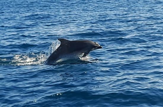 Delfin u Boki Kotorskoj