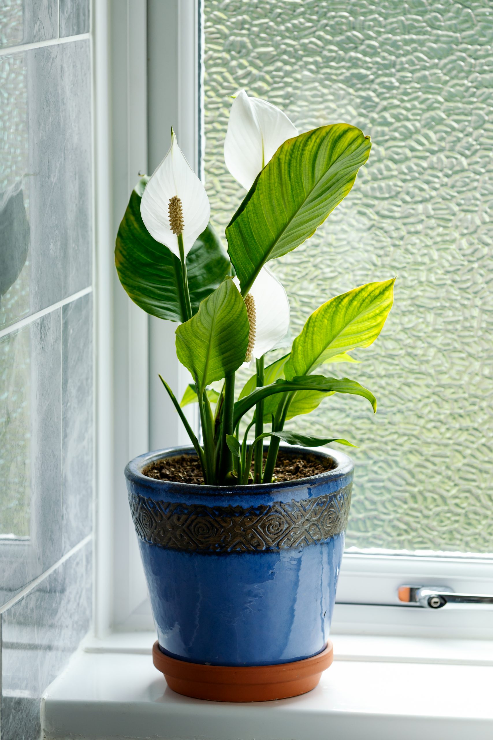 biljke za kupatilo