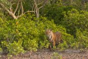 Sundarbans tigar
