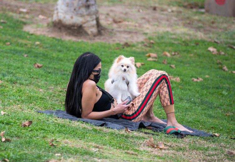 krpelji kućni ljubimci pas