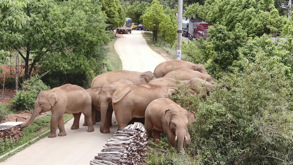 Kina slonovi China Wandering Elephants