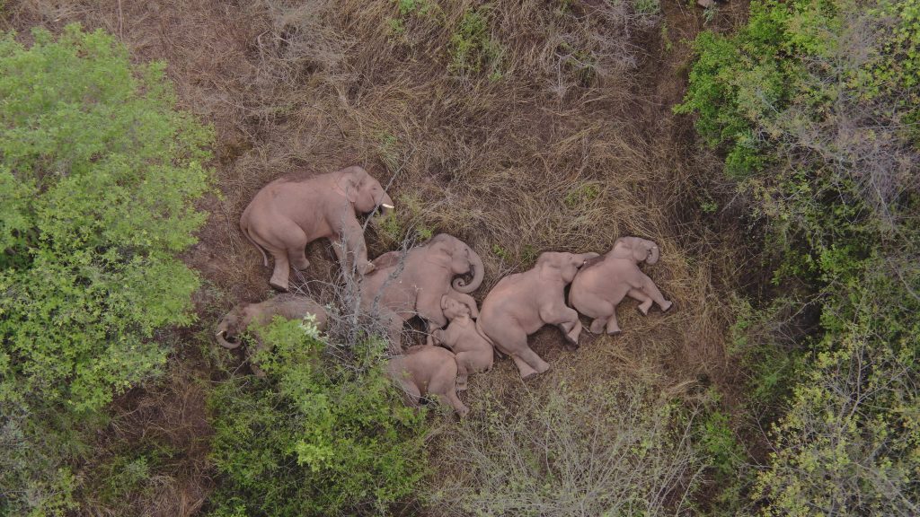 Kina slonovi China Wandering Elephants