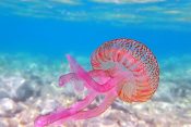 meduza morska mesečina
