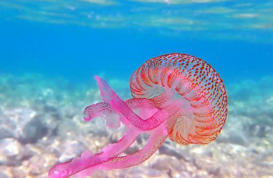 meduza morska mesečina