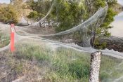 Australija, paukova mreža, paukove mreže