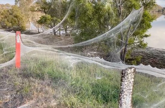 Australija, paukova mreža, paukove mreže