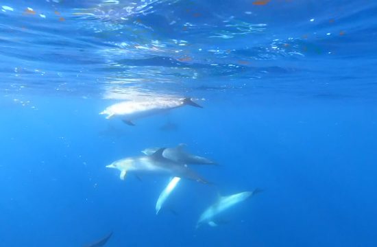 Plivanje delfina