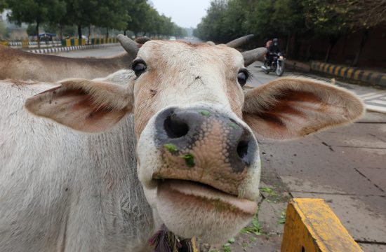 Krava krave na ulici