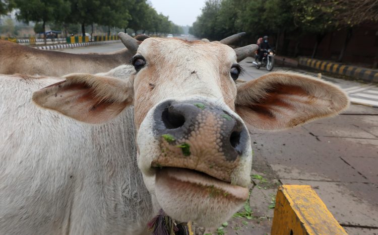 Krava krave na ulici