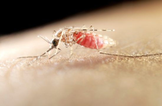 komarac virus zapadnog nila