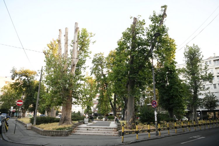 Park vojvode Bojovica posecena stabla