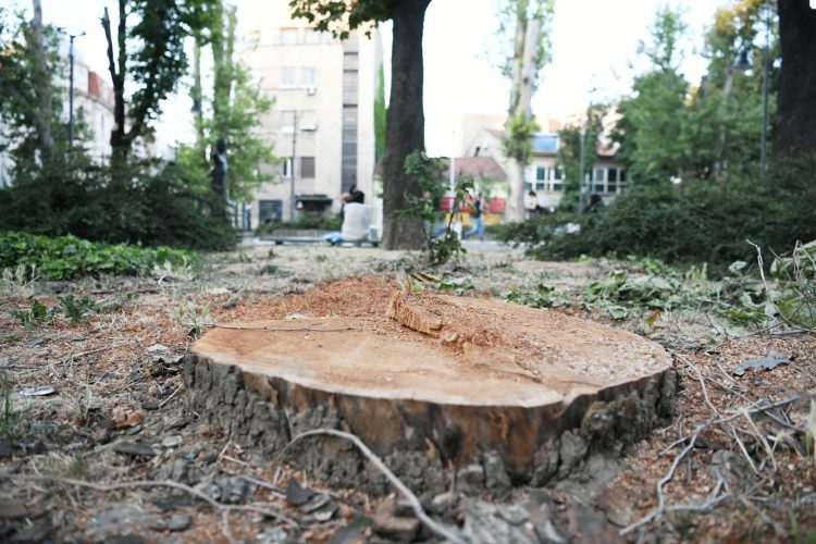 Park vojvode Bojovica posecena stabla