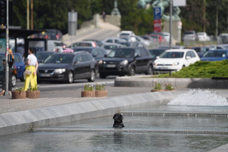 Beograd Kučići u fontani, kuče, pas, psi u fontani. Leto, vrućina, rashlađivanje, rashladjivanje