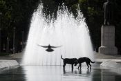 Beograd Kučići u fontani, kuče, pas, psi u fontani. Leto, vrućina, rashlađivanje, rashladjivanje