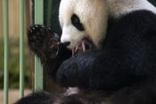 Panda, bebe blizanci