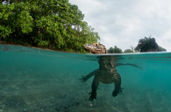 Nacionalni park Komodo