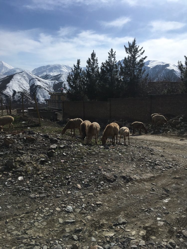 Monika Grujičić, Kabul