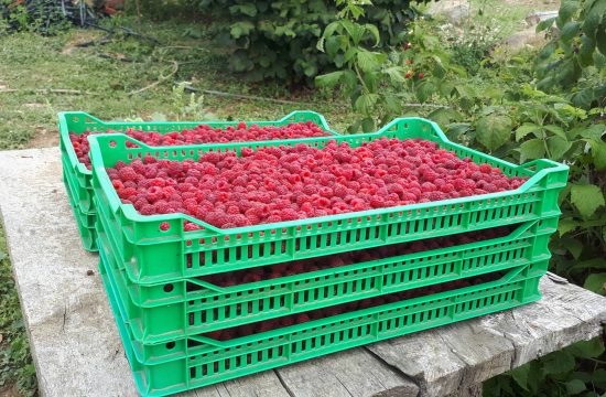 Maline