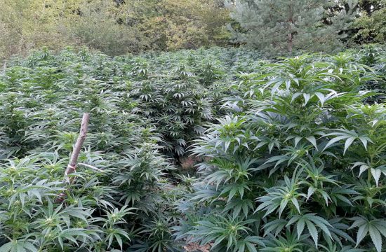 Marihuana, kanabis, trava, droga, zasad, biljka, plantaža, Vranje