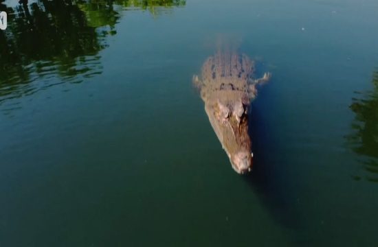 krokodil napao dron u Australiji
