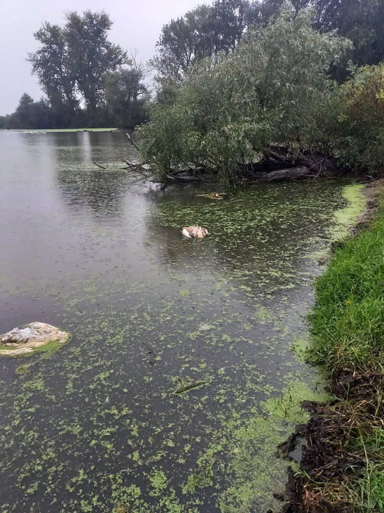 Labudovi, mrtvi labudovi, mrtve ptice, ptica, reka EKO-Pančevački rit