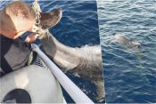 Policajci spasili delfina zapetljanog u konopce delfin