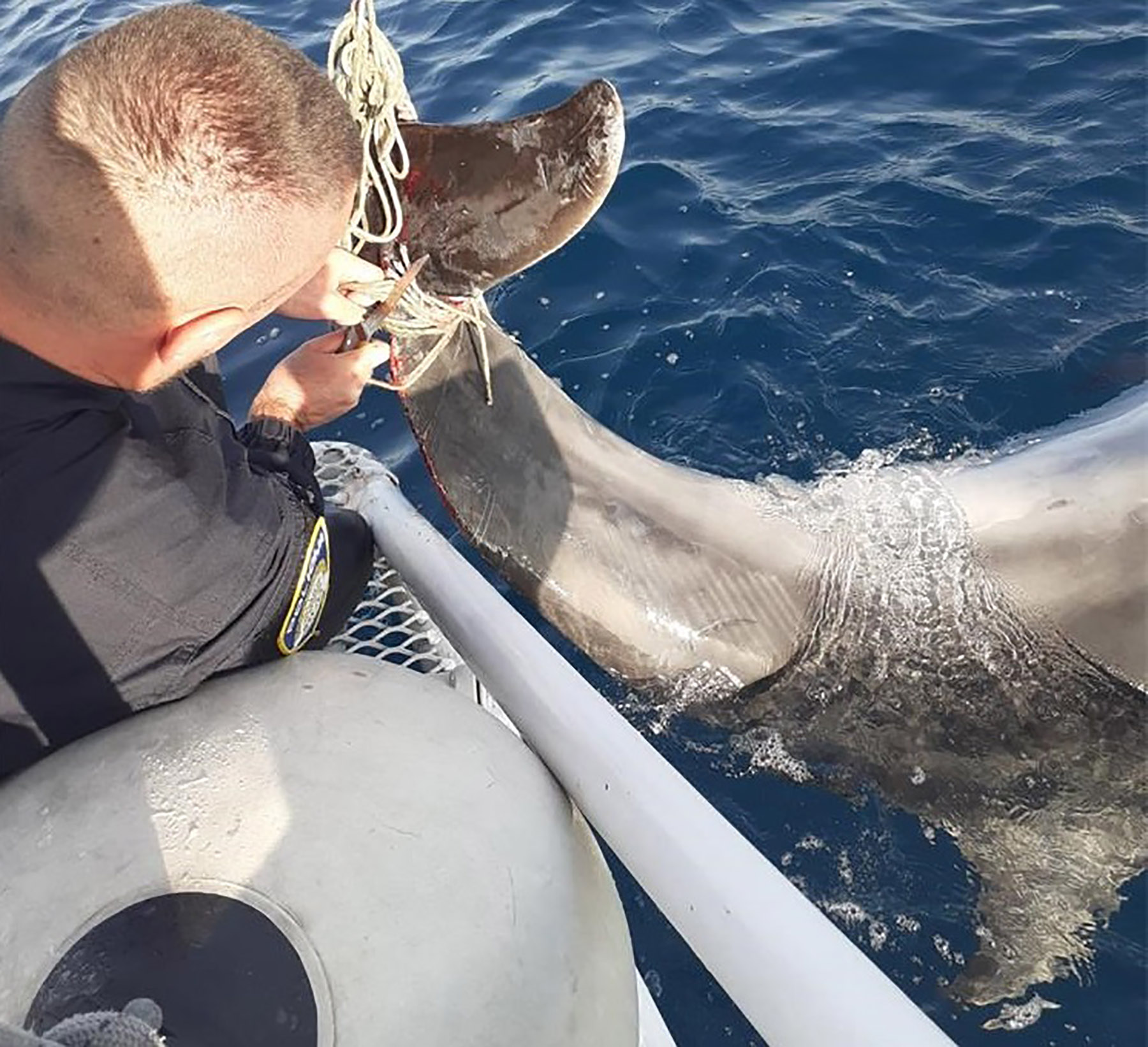 Policajci spasili delfina zapetljanog u konopce delfin