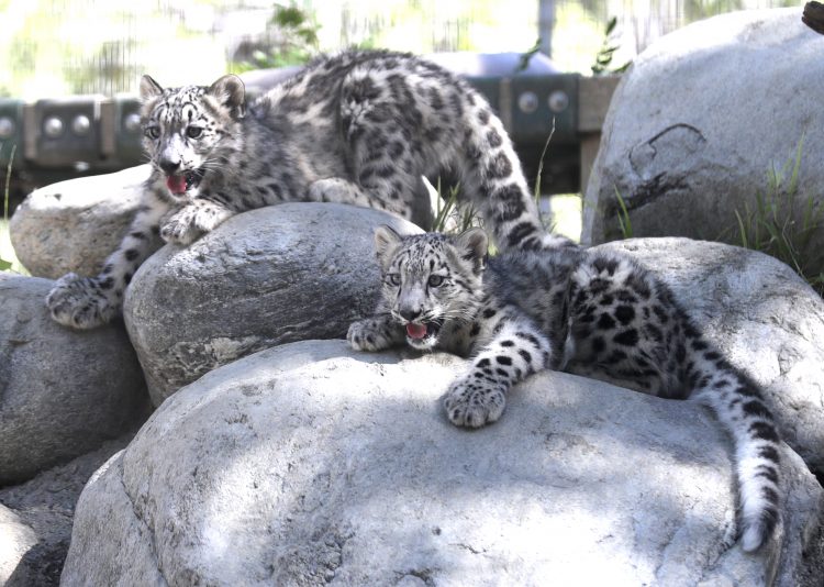 Snezni leopardi