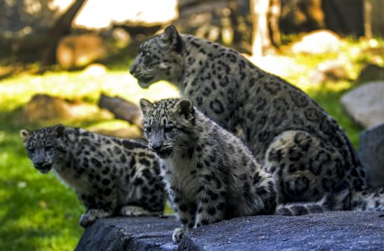 Snezni leopardi