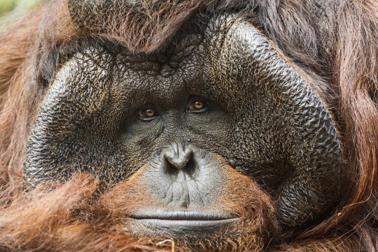 Orangutan Bruno