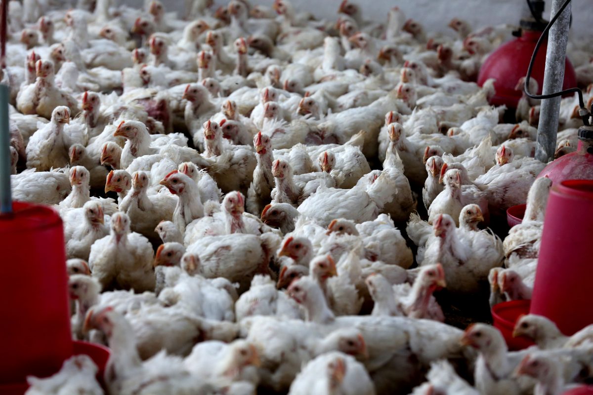 L’Italia ha segnalato un’epidemia di influenza aviaria, il primo caso è stato confermato anche in Croazia