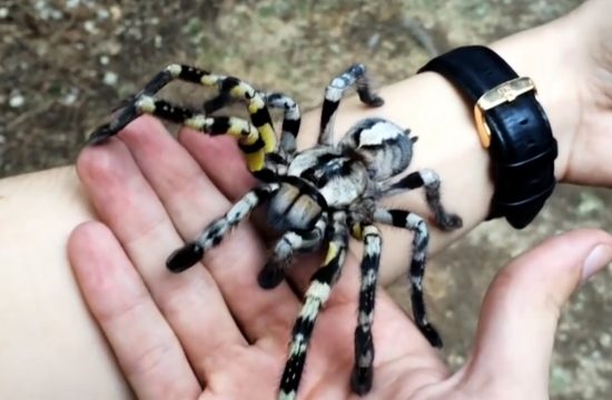 Tarantula u rukama