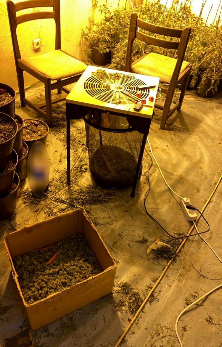 Niš, Kraljevo, improvizovana laboratorija za uzgajanje kanabisa. Kanabis, trava, marihuana, dorga