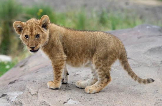 Lavić, mladunče lava