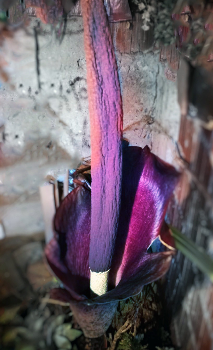 Cvet Amorphophallus konjac koji je poznat po imenu „cvet les“