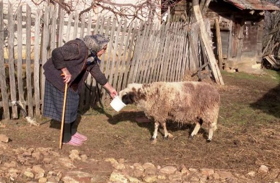 Čačak, Kablar, Milanka Petrović, baka, ovce, ovca, krađa, kradja ovaca