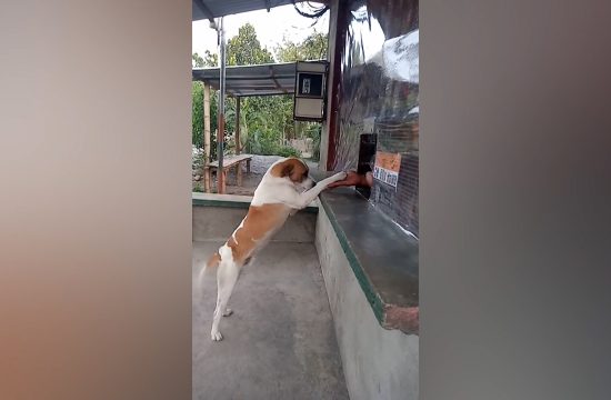 Pas kupuje hranu