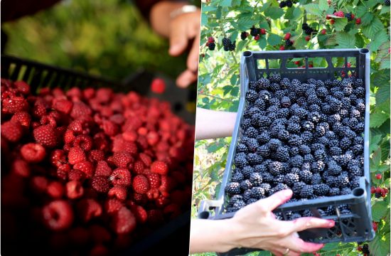 Maline i kupine