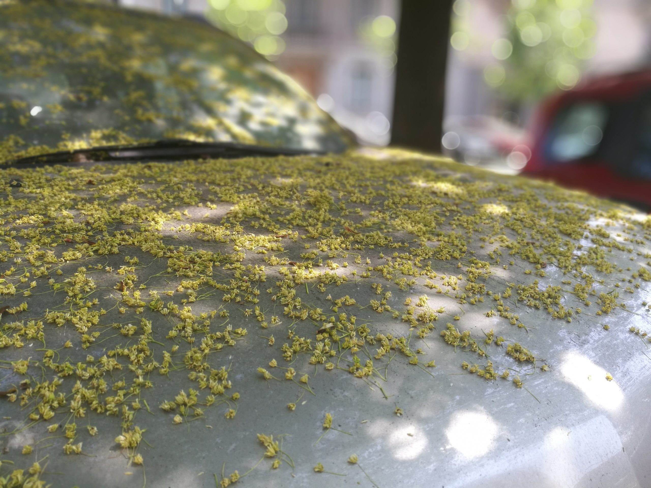 auto, polen