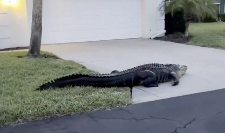 Aligator na Floridi