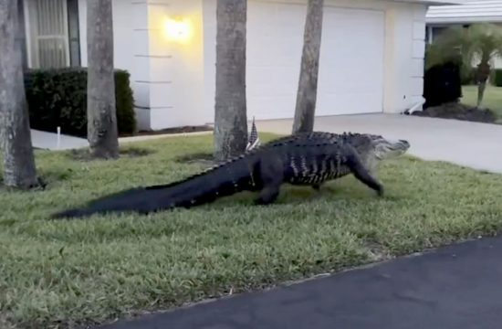 Aligator na Floridi