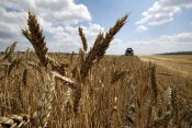 Žito, pšenica