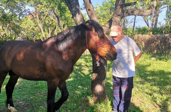 Pronađen, pronadjen konj za kojim je tragao ceo Niš, konj