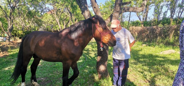 Pronađen, pronadjen konj za kojim je tragao ceo Niš, konj