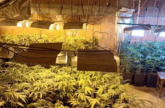 Batajnica i Stari Banovci, laboratorija za proizvodnju marihuane, marihuana, trava, kanabis, droga