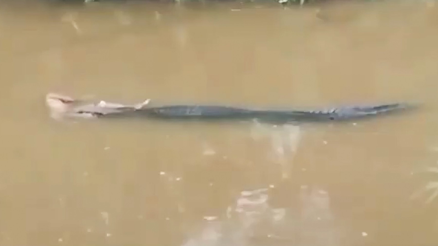 krokodil indonezija