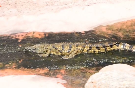Krokodil se spušta niz tobogan