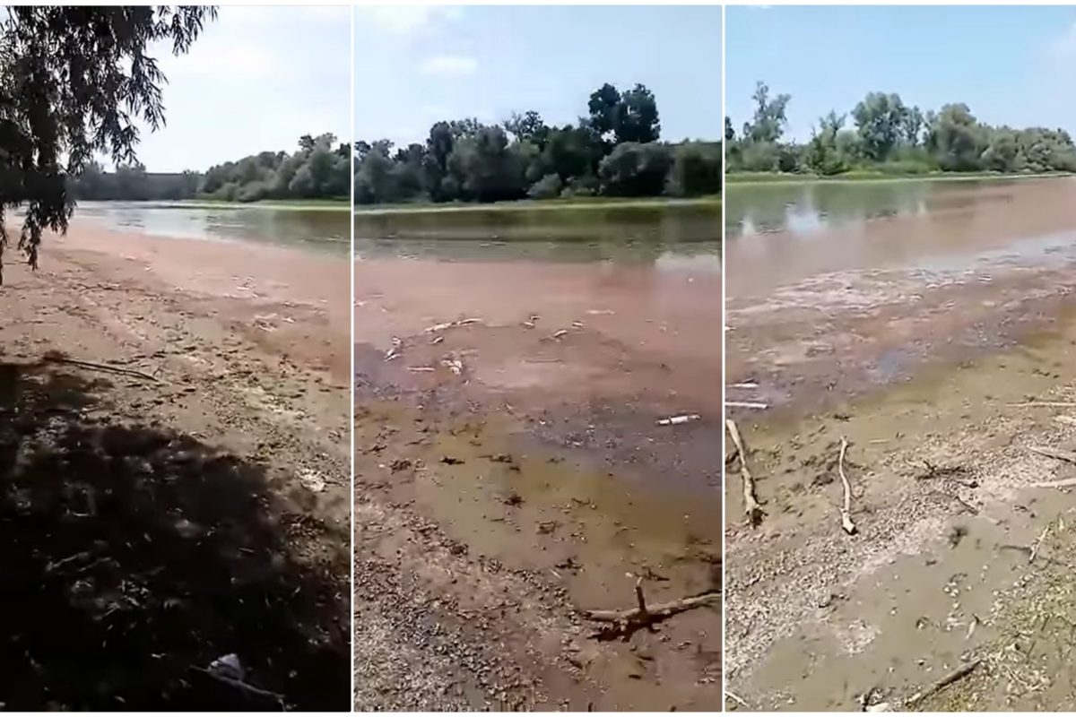 Pomor ribe na Tisi: Meštani kažu da je reč o tonama, čuvari da je kriv ...